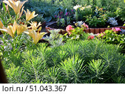 Lilium. Стоковое фото, фотограф Александр Карпенко / Фотобанк Лори