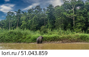 The pygmy elephant comes out of the river onto the clay shore. View from the back. Red-brown water. Thickets of tall green grass. Rain forest trees against a blue sky and clouds. Malaysia. Borneo. Стоковое фото, фотограф Вера Ивановна Кубарева / Фотобанк Лори