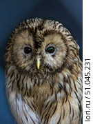 large tawny, Ural Owl - Strix uralensis, close-up. Стоковое фото, фотограф Дмитрий Коростылев / Фотобанк Лори