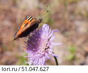 A butterfly with red wings collects nectar from flowers. Стоковое фото, фотограф Олег Тараканов / Фотобанк Лори