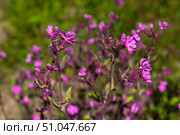 Meadow flowers with bright pink petals and pubescent stems against a background of green grass. Flowers are collected in loose inflorescences, petals are separate, with a notch at the end. In the photo - sticky campion (Silene viscaria), a wild plant often found in meadows, forest edges and along roads. Стоковое фото, фотограф Анна Кривицкая / Фотобанк Лори