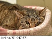 A close-up of a frightened tabby cat crouched in a soft, pink-patterned bed. The animal watches the action with wide eyes, ears pressed back, trying to blend in with its surroundings. The atmosphere is tense and wary, typical of a time of adaptation or a stressful situation. Стоковое фото, фотограф Анна Кривицкая / Фотобанк Лори