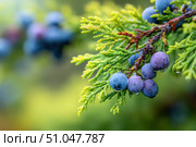 Juniper branches with berries. Blue berries on tree of juniper with green nature blurred background. Bunch of juniper berry in autumn. Juniperus scopulorum. Semi-fleshy, bluish cones. Officinal plant. Стоковое AI-изображение, AI-художник Марина Демидюк / Фотобанк Лори