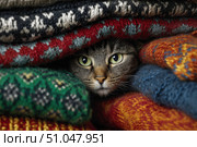 Tabby cat hiding under warm blanket at home. Cute pet. Hide and seek. Furry cat nestling between soft knitted sweaters, relaxing in comfortable hiding spot. Feline muzzle peeks out from under blanket. Стоковое AI-изображение, AI-художник Марина Демидюк / Фотобанк Лори