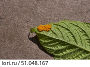 Colorado potato beetle eggs on a potato leaf are a danger to the crop. A close-up of eggs of a Colorado potato beetle on the underside of a leaf. Стоковое фото, фотограф Андрей Жигальцов / Фотобанк Лори