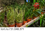 A row of potted houseplants displayed for sale on a store shelf. In the foreground are chlorophytums with long green leaves with white stripes, packaged in clear film. Nearby are other ornamental plants with narrow green leaves. In the background, bright red bromeliad flowers add an accent to the composition. The pots are placed on a metal shelf with a price tag, creating the atmosphere of a flower department or a gardening store. Стоковое фото, фотограф Анна Кривицкая / Фотобанк Лори