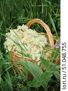 A wicker basket full of collected medicinal herb of the Labaznik. Folk and natural medicine. Стоковое фото, фотограф Наталия Кирсанова / Фотобанк Лори