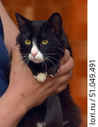A black and white cat with expressive yellow eyes is in the arms of a person. The fur is short, shiny, with a classic "toxido" coloring - a black back and head, a white muzzle, chest, paw tips and chin. A pink nose and long white whiskers give the muzzle a special expressiveness. In the background there is a soft, blurred, warm orange background spot, which emphasizes the brightness of the animal's eyes. The cat looks calm and slightly wary, comfortably settled in the hands of a person.Domestic shorthair cat (black and white, "toxido"). Стоковое фото, фотограф Анна Кривицкая / Фотобанк Лори