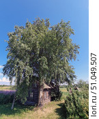 Summer rural landscape with a cozy old wooden house, partially hidden under the shade of spreading birches. The house is made of dark logs with small windows and a roof covered with old tiles. Around there is lush green grass, thick bushes and blooming purple fireweed fields. The clear blue sky without clouds creates the feeling of a warm, clear day. The atmosphere of the picture conveys the tranquility, solitude and harmony of village life surrounded by nature. Стоковое фото, фотограф Анна Кривицкая / Фотобанк Лори