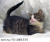 A cute tabby kitten lies on a soft white blanket. His fur is a classic dark gray tabby with distinct stripes, and his face is adorned with a white mask, pink nose, and expressive large eyes. The white chest and paws add even more charm to the kitten. He lies with his tail raised and his head slightly turned, as if he noticed something interesting. The soft background and gentle lighting create a cozy, homey atmosphere.A mixed-breed (domestic shorthair) kitten with tabby coloring and white markings. Стоковое фото, фотограф Анна Кривицкая / Фотобанк Лори