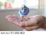 Owner man feeding a budgie. Close-up. White blue budgerigar perching on the hand. Pet bird is eating cucumber from human palm. Cozy Indoor Setting. Person is gently handfeeding a parrot in bright room. Стоковое фото, фотограф Марина Демидюк / Фотобанк Лори