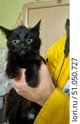 A small black kitten, which is carefully held with two hands. The kitten's fur is short, with a slight brownish tint on the muzzle and a small white spot on the chest. The eyes are large, round, with an expressive, slightly wary look. The ears are erect, directed forward. The kitten has opened its mouth, which gives it a curious and slightly confused expression. In the background is the interior of a living space: a door, part of a wall with green wallpaper and a fragment of clothing of a person in a bright yellow jacket holding the animal.Domestic shorthair cat (color - black, with a slight lightening and a spot on the chest). Стоковое фото, фотограф Анна Кривицкая / Фотобанк Лори