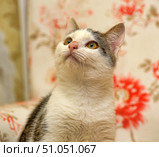 Portrait of a cute domestic cat with expressive yellow-green eyes. The cat looks up, as if noticing something interesting. The fur is short, white with gray-brown striped spots, especially prominent on the head and back. Soft whiskers and a pink nose are clearly visible in the foreground. The background is decorated with large floral patterns in warm shades of beige and red, creating a cozy and homely atmosphere. The picture conveys the pet's tenderness and curiosity. Стоковое фото, фотограф Анна Кривицкая / Фотобанк Лори