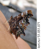 Macro photography of a butterfly sitting on human skin. The butterfly's wings have a complex camouflage pattern in brown, green and black shades with small white and yellow spots. The shape of the wings is uneven, with delicate serrations, which helps it blend into the natural environment. The antennae and legs of the insect are clearly visible in the foreground, and the soft blur of the background emphasizes the main character of the frame. The photo conveys a feeling of closeness to nature and attention to the smallest details of the insect world. Стоковое фото, фотограф Анна Кривицкая / Фотобанк Лори