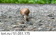 A beautiful snail with a shell crawls on asphalt in summer in a city park. Стоковое видео, видеограф Соболева Наталия / Фотобанк Лори