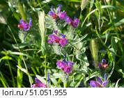 Judean viper's bugloss (lat.- Echium judaeum) Стоковое фото, фотограф Irina Opachevsky / Фотобанк Лори