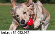 A Joyful Golden Retriever Playfully Chasing and Carrying a Red Ball in an Open Green Field, Exhibiting Pure Happiness and Energy. Стоковое AI-видео, аниматор Владимир Федоров / Фотобанк Лори