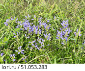 Dracocephalum charkeviczii Prob. (семейство Lamiaceae). Змееголовник Харкевича. Стоковое фото, фотограф Овчинникова Ирина / Фотобанк Лори