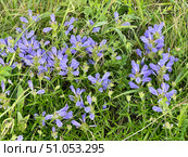 Dracocephalum charkeviczii Prob. (семейство Lamiaceae). Змееголовник Харкевича. Стоковое фото, фотограф Овчинникова Ирина / Фотобанк Лори