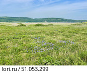 Dracocephalum charkeviczii Prob. (семейство Lamiaceae). Змееголовник Харкевича. Стоковое фото, фотограф Овчинникова Ирина / Фотобанк Лори