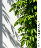 Green leaves on a white wall and their shadow. Стоковое AI-изображение, AI-художник Ирина Самойлова / Фотобанк Лори