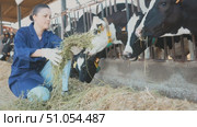 Careful middle-aged female farmer giving fresh grass to cows, girl working behind at rural farm. Стоковое видео, видеограф Яков Филимонов / Фотобанк Лори