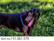 A black greyhound with a smooth short coat stands on the grass on a sunny day. The dog is wearing a blue harness and a collar with a tag. The muzzle is turned to the side, the mouth is open, and the long pink tongue is sticking out, expressing fatigue and joy after an active run. The eyes are a warm brown color, the look is lively and attentive. In the background is a blurred green background of grass and foliage, creating a feeling of a summer day and freedom. Стоковое фото, фотограф Анна Кривицкая / Фотобанк Лори