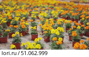 Many flower pots with blooming flowered marigolds stand in greenhouse. Стоковое видео, видеограф Яков Филимонов / Фотобанк Лори
