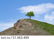 Одинокое дерево на горной вершине солнечным  майским днем. Республика Дагестан. Стоковое фото, фотограф Виктор Карасев / Фотобанк Лори