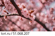 Stunning close-up view of a tree brimming with delicate pink flowers at springtime. Стоковое AI-видео, аниматор Данила Большаков / Фотобанк Лори