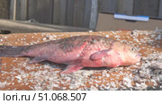Fresh fish, large crucian carp on a cutting board. Стоковое видео, видеограф Александр Прошкин / Фотобанк Лори