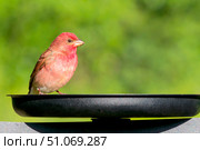 Обыкновенная чечевица ( Carpodacus erythrinus) — птица семейства вьюрковых, отряд воробьинообразных сидит на птичьей кормушке. Стоковое фото, фотограф Людмила Капусткина / Фотобанк Лори