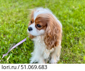 Happy King Charles spaniel, English toy spaniel on a walk in summer. Стоковое фото, фотограф Соболева Наталия / Фотобанк Лори
