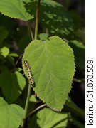 Гусеница капюшонницы салатной (Cucullia lactucae) на листе гортензии Caterpillar (Cucullia lactucae) on a hydrangea leaf. Стоковое фото, фотограф Краснова Ирина / Фотобанк Лори
