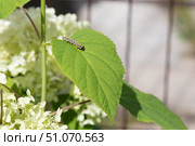 Гусеница капюшонницы салатной (Cucullia lactucae) на листе гортензии Caterpillar (Cucullia lactucae) on a hydrangea leaf. Стоковое фото, фотограф Краснова Ирина / Фотобанк Лори