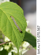 Гусеница капюшонницы салатной (Cucullia lactucae) на листе гортензии Caterpillar (Cucullia lactucae) on a hydrangea leaf. Стоковое фото, фотограф Краснова Ирина / Фотобанк Лори