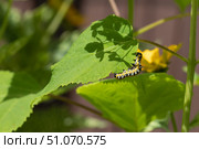 Гусеница капюшонницы салатной (Cucullia lactucae) на листе гортензии Caterpillar (Cucullia lactucae) on a hydrangea leaf. Стоковое фото, фотограф Краснова Ирина / Фотобанк Лори