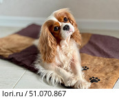 Beautiful King Charles spaniel, English toy spaniel at home. Стоковое фото, фотограф Соболева Наталия / Фотобанк Лори