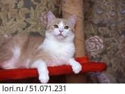 A charming beige and white cat with soft, thick fur lies on a bright red shelf of a scratching post. His expressive amber eyes look straight into the camera, creating an atmosphere of calm and confidence. The cat rests his front paws on the edge of the shelf, demonstrating his graceful posture. In the background is a warm and cozy interior with a floral pattern on the fabric, which gives the frame a homey and comfortable character. Soft lighting emphasizes the texture of the fur and the richness of its shades. Стоковое фото, фотограф Анна Кривицкая / Фотобанк Лори