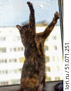 A tortoiseshell cat is standing upright on a windowsill, stretched out on its hind legs and with its front paws raised high, as if trying to reach or touch the window. The blurred silhouette of a multi-story building and a blue sky are visible through the frosted glass. The sunlight softly illuminates the animal's fur, emphasizing its contrasting coloring - a mixture of black, red and brown shades. The scene conveys the cat's curiosity and activity, as well as an atmosphere of home comfort. Стоковое фото, фотограф Анна Кривицкая / Фотобанк Лори