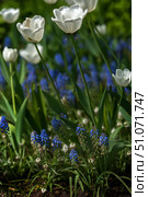 A close-up of a spring flowerbed with white tulips and blue muscari against a background of bright greenery. Delicate white tulip buds rise on thin stems, and at the base of the flowerbed, small tassels of muscari of a rich blue color with small white flowers are densely scattered. Soft sunlight emphasizes the texture of the petals and the freshness of the green leaves, creating an atmosphere of spring awakening and harmony. The composition conveys the natural beauty of the garden and the subtle play of colors. Стоковое фото, фотограф Анна Кривицкая / Фотобанк Лори