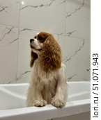Beautiful King Charles spaniel, English toy spaniel in the bathroom, dog washes paws. Стоковое фото, фотограф Соболева Наталия / Фотобанк Лори