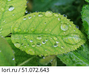Green leaves in raindrops. Стоковое фото, фотограф Юрий Бизгаймер / Фотобанк Лори