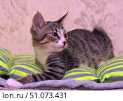 A cute tabby kitten with a white muzzle, chest and paws lies on a bright pillow with gray-green stripes. The animal turned its head to the side, looking attentively into the distance, creating the impression of a calm and thoughtful mood. The background is softly blurred, with delicate beige shades and an inconspicuous wallpaper pattern, which emphasizes the coziness of the home environment. Soft light and warm tones of the frame create an atmosphere of coziness and warmth. Стоковое фото, фотограф Анна Кривицкая / Фотобанк Лори