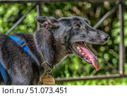 A black dog with short, shiny fur is captured in profile on the street. The animal is wearing a blue harness and a leather collar with metal studs, to which a wooden tag is attached. The dog holds its mouth open, sticking out its long pink tongue, which gives the image a dynamic feel and a sense of hot weather or a recent active walk. The dog's teeth are clearly visible, and the ears are slightly pressed back. In the background, there is blurred greenery and a metal fence, creating a contrast with the dark silhouette of the animal. The frame conveys the energy and endurance of the dog, as well as the atmosphere of a summer day. Стоковое фото, фотограф Анна Кривицкая / Фотобанк Лори