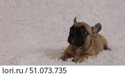 A two-month-old French bulldog puppy looks around curiously. Стоковое видео, видеограф Наталья Угрюмова / Фотобанк Лори
