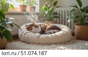 Кошка мирно спит на уютной лежанке для питомцев, расслабляющая атмосфера, комнатные растения на фоне. Стоковое AI-изображение, AI-художник Елена Болотина / Фотобанк Лори