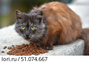 A stray fluffy cat with thick, long fur of an unusual color - a combination of black, gray and red shades - sits on a concrete curb and eats dry food. Her bright green eyes look attentively into the camera, conveying the wariness and mistrust typical of street animals. In the foreground are scattered pellets of food, and the soft, blurred background emphasizes the main character of the frame. The photo conveys an atmosphere of care for homeless animals and the theme of helping those who live on the street. Стоковое фото, фотограф Анна Кривицкая / Фотобанк Лори