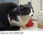 A large cat with short, thick, smoky-gray fur and white markings sits by a bowl of dry food. He has expressive amber eyes and an attentive, wary look. His muzzle is decorated with a symmetrical white mark, his paws and chest are also white. In the background, you can see a windowsill and a plastic bowl of food, as well as a red stand, which creates the atmosphere of a home or shelter. The cat looks healthy, but slightly tense, as if listening to what is happening around him. Стоковое фото, фотограф Анна Кривицкая / Фотобанк Лори