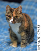 A calico cat with an expressive look, sitting against a blue checkered blanket. Her fur combines warm shades of brown, red and white. Her face is decorated with a symmetrical pattern: the white area from the chin to the nose, framed by dark brown and red fur, gives it special expressiveness. Large amber eyes are directed straight at the camera, creating a sense of live contact. The front paws are neatly folded, and the ears are alertly raised, which conveys the attentive and curious mood of the animal. Стоковое фото, фотограф Анна Кривицкая / Фотобанк Лори